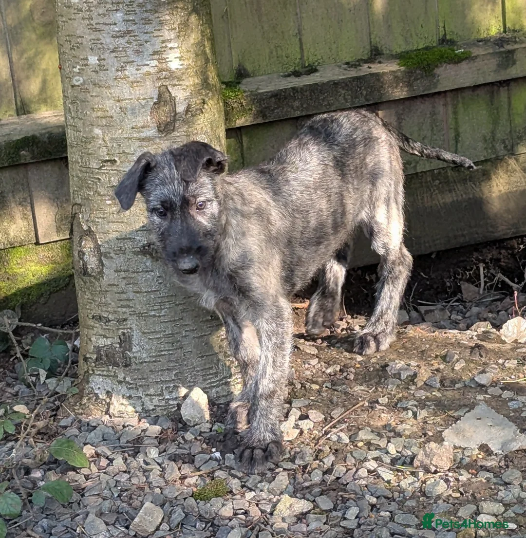 Irish Wolfhound dogs for sale: Wolfhound/Deerhound pups - Advert 2