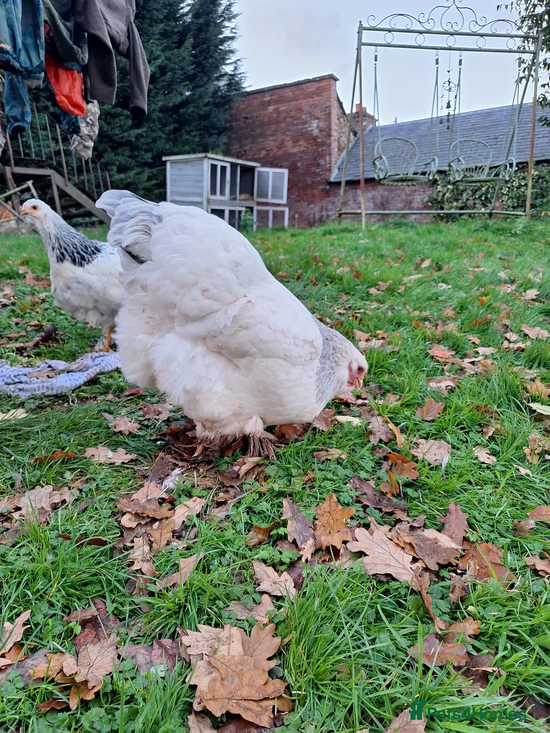 Chickens poultry for sale: Pure breed brahma - Advert 4