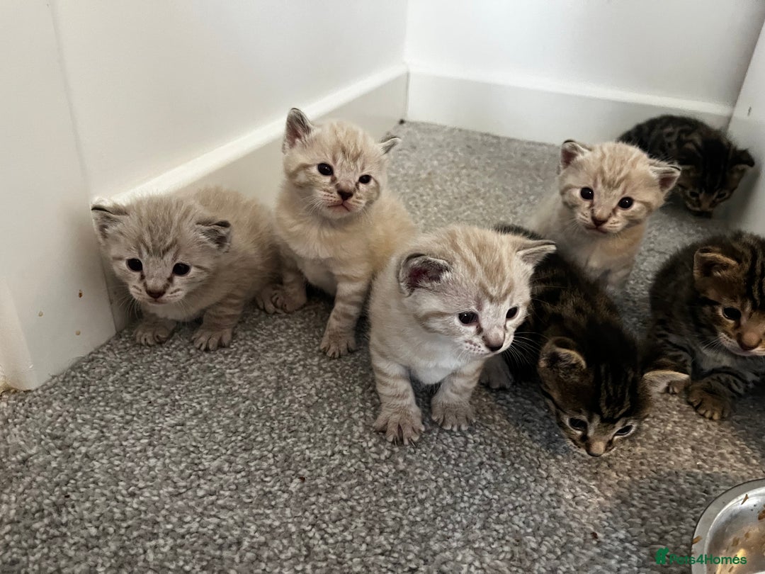 Bengal cats for sale: Snow bengal and charcoal bengal X - Image 2