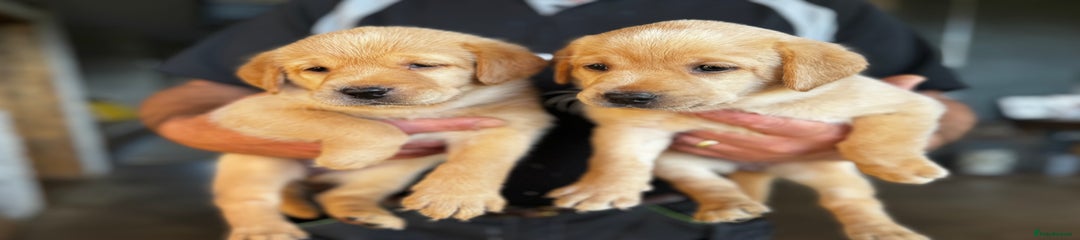 Labrador Retriever Puppy 5