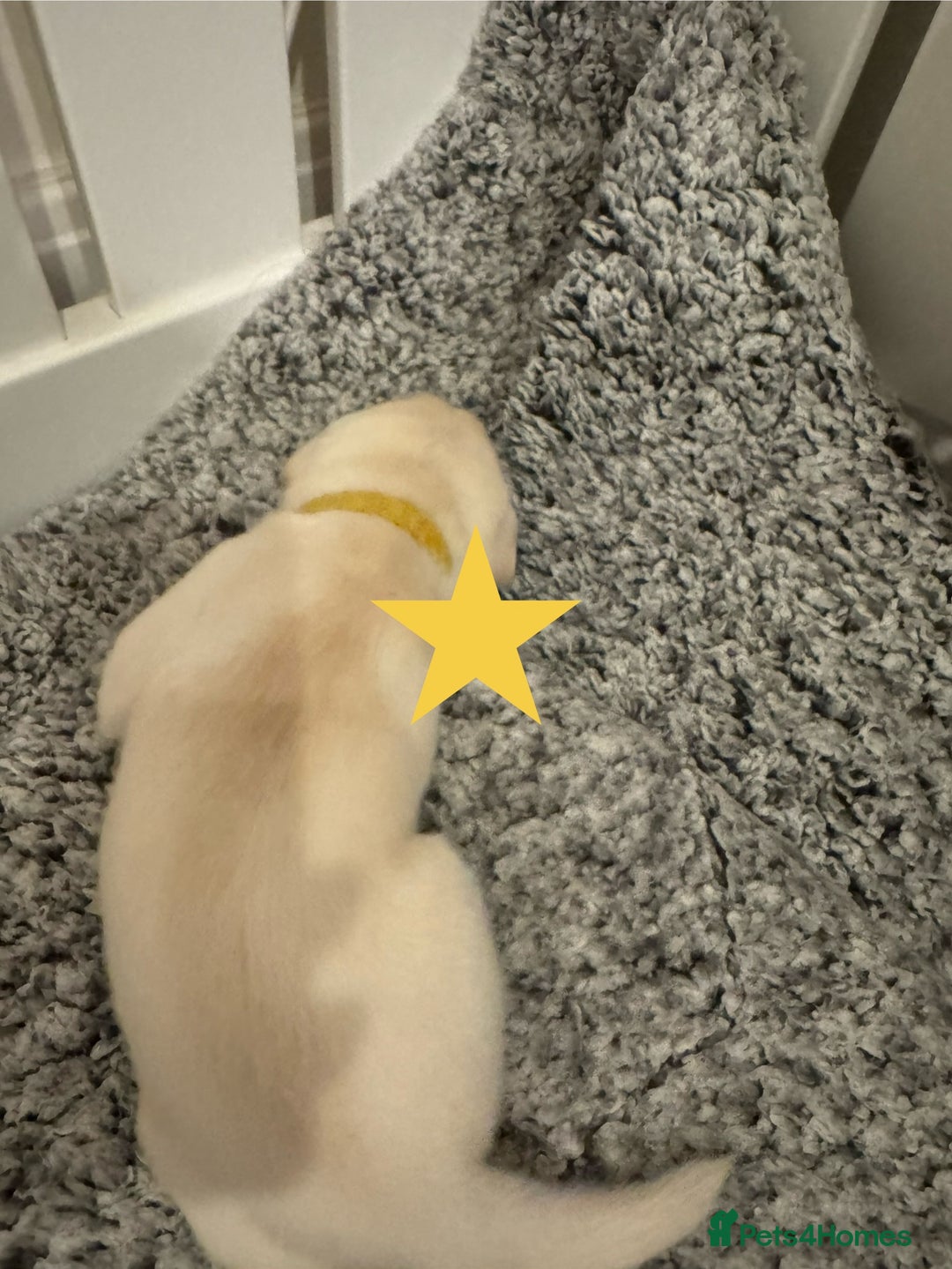 Labrador Retriever dogs for sale: Labrador Puppies – Licensed Breeder - Advert 7