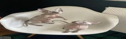 Sphynx cats for sale: Amazing Sphynx  - Advert 6
