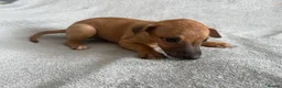 Whippet dogs for sale: 🐾 Beautiful Whippet Puppies – Boys & Girls - Advert 9