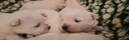 West Highland Terrier dogs for sale: Gorgeous kc reg westie pups - Advert 11