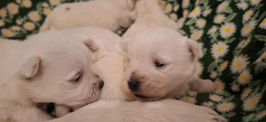 West Highland Terrier dogs for sale: Gorgeous kc reg westie pups - Advert 19
