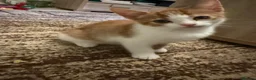 Mixed Breed cats for sale: Lovely kittens in Oxford - Advert 3