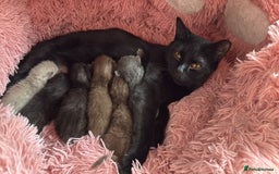 British Shorthair cats for sale: Cat with 6 kittens  - Image 2