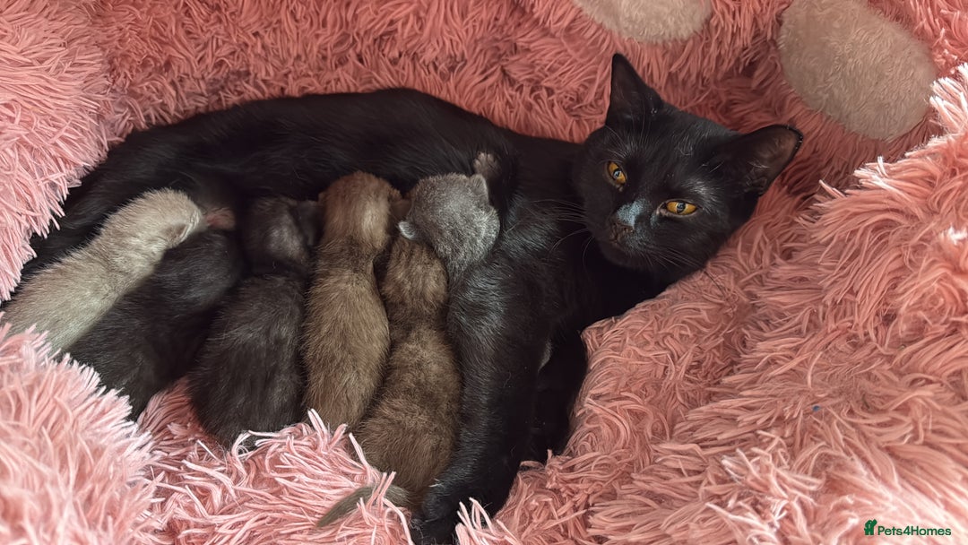 British Shorthair cats for sale: Cat with 6 kittens  - Image 2