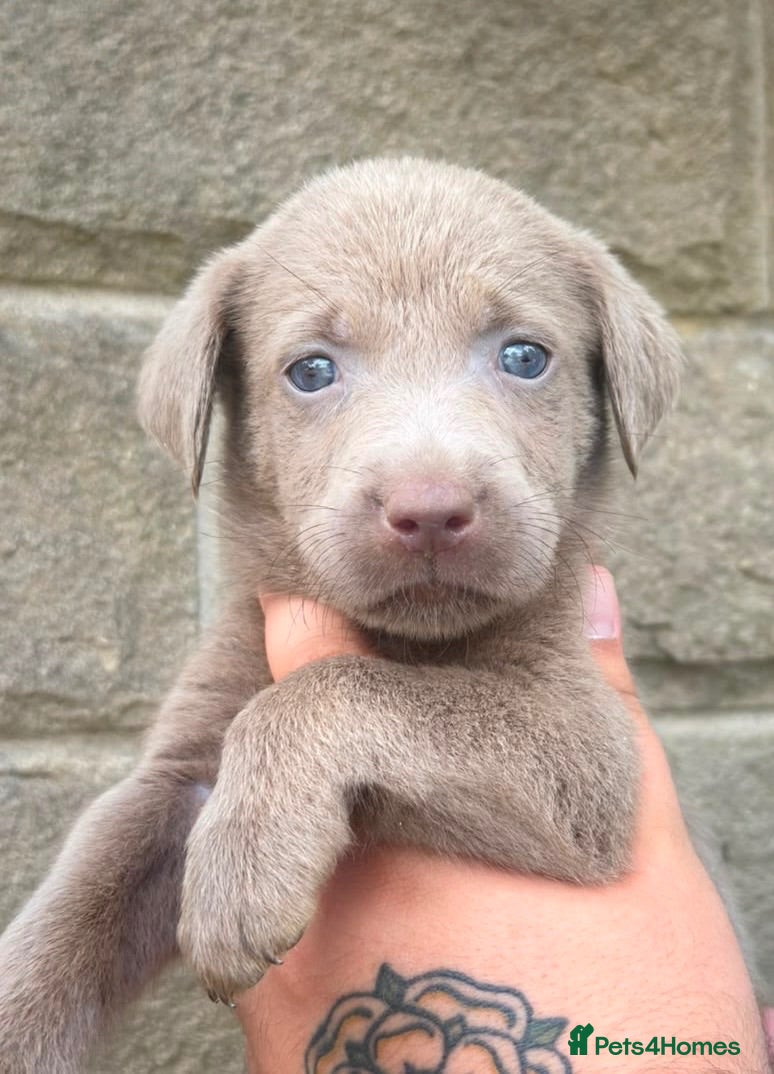 Labrador Retriever dogs BEAUTIFUL, silver and champagne Labrador’s - Advert 1