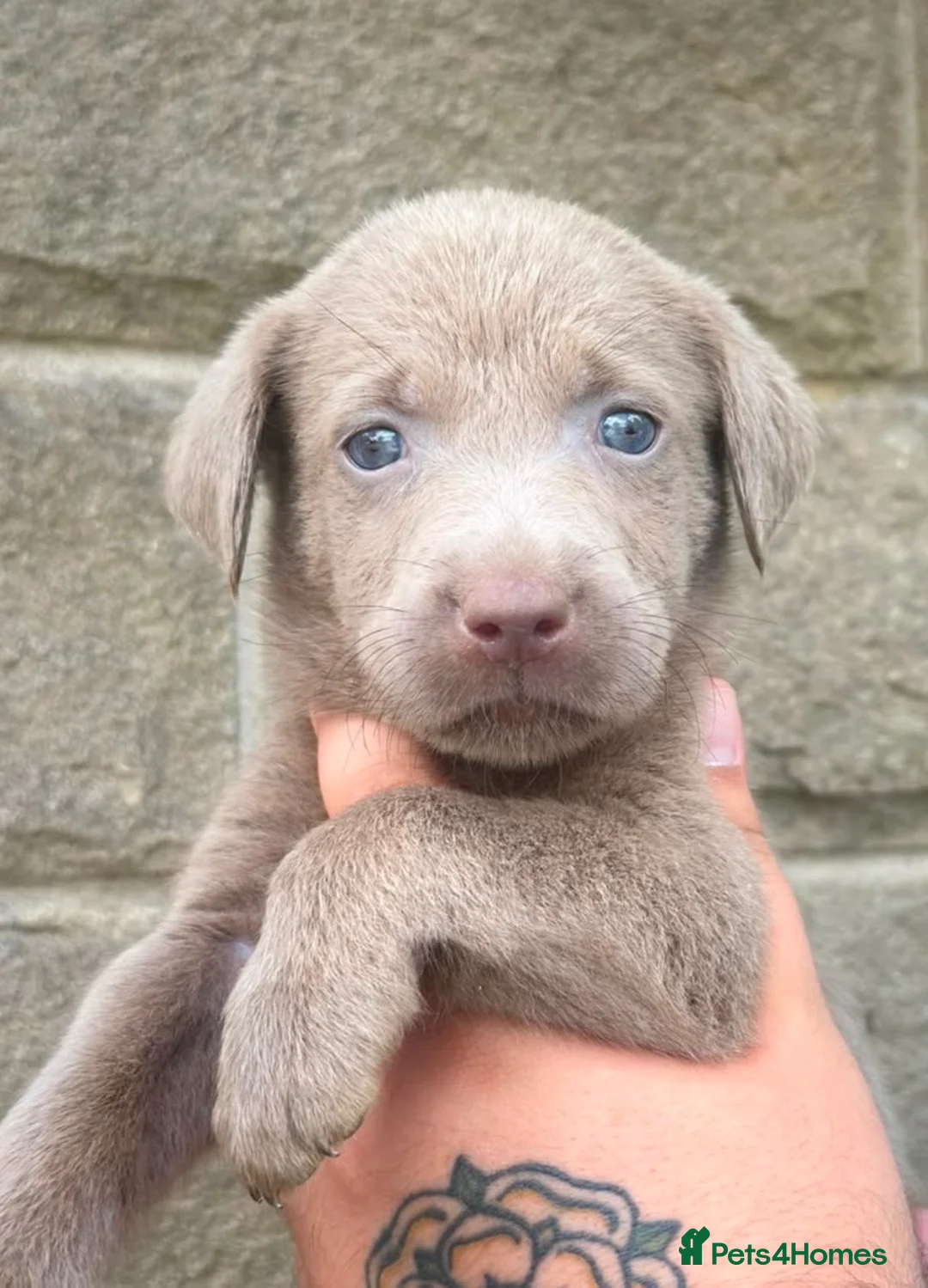 Labrador Retriever dogs for sale: BEAUTIFUL, silver and champagne Labrador’s in Chesterfield - Advert 1