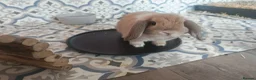 Mini Lop rabbits for sale: Two beautiful Mini Lops in Newport - Advert 2