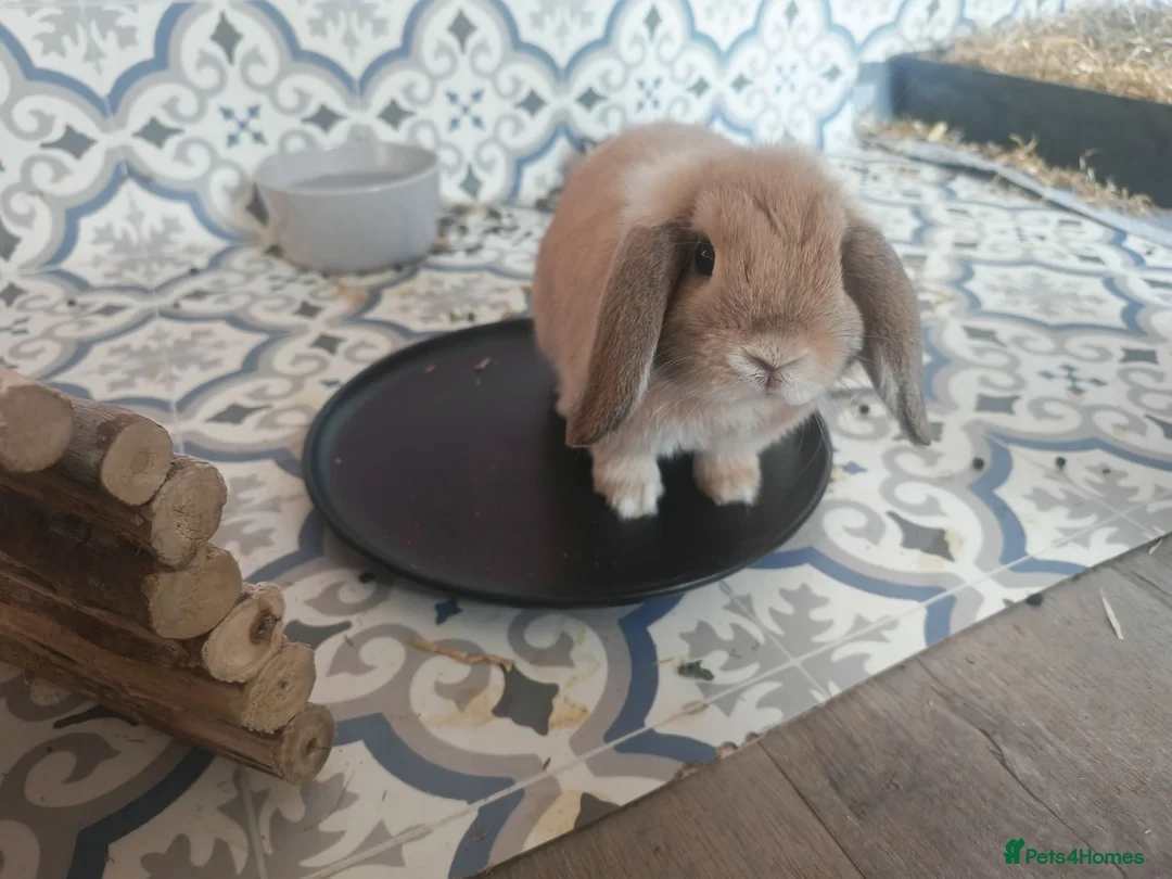 Mini Lop rabbits for sale: Two beautiful Mini Lops in Newport - Advert 2