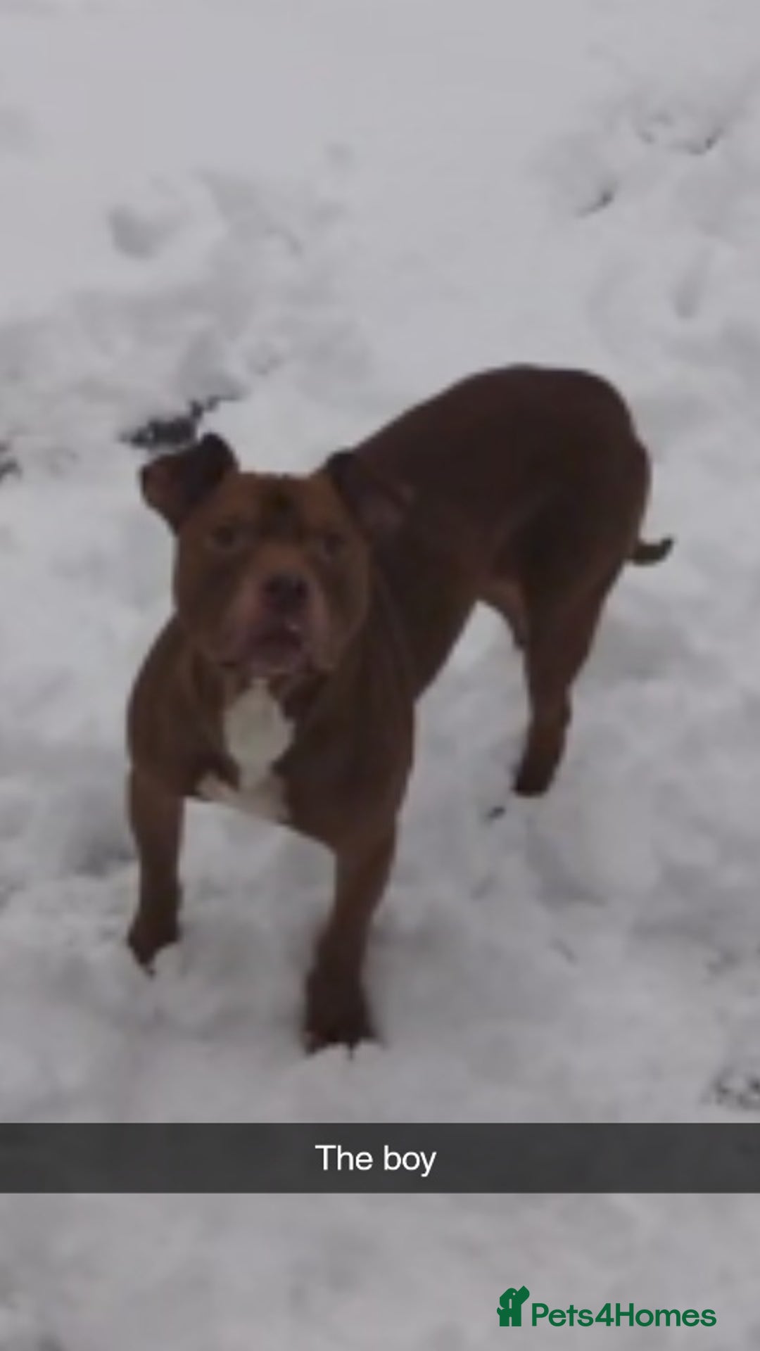 American Bull Staffy dogs for sale: 🐾 American Bull staffys – Born  **  Day  **  - Advert 4