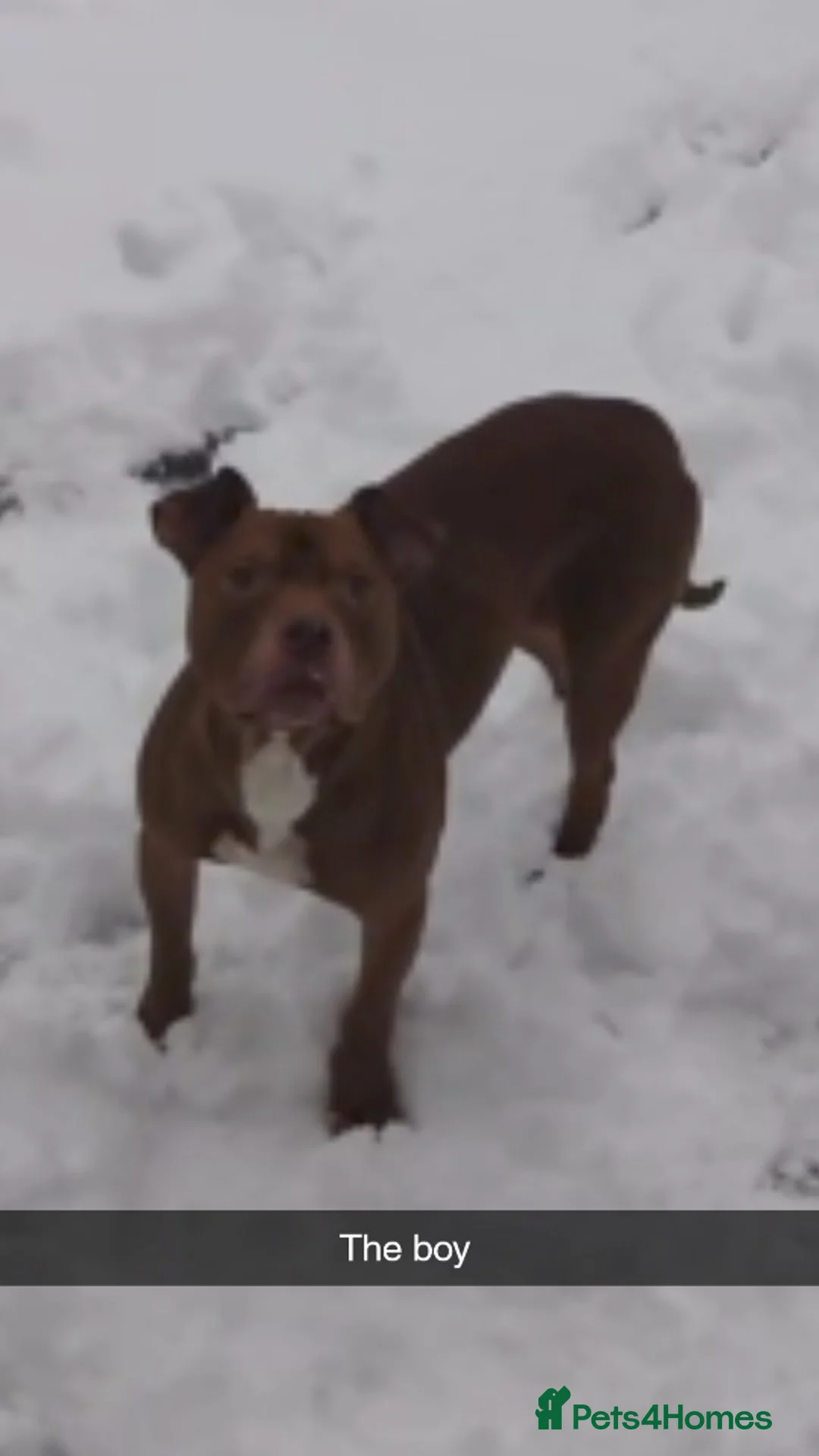 American Bull Staffy dogs for sale: 🐾 American Bull staffys – Born  **  Day  **  - Advert 4