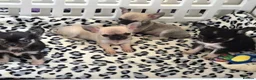 Chihuahua dogs for sale: KC Registered tiny Female puppies. - Advert 8