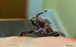 Praying Mantis invertebrates for sale: Praying Mantises for sale - Image 6