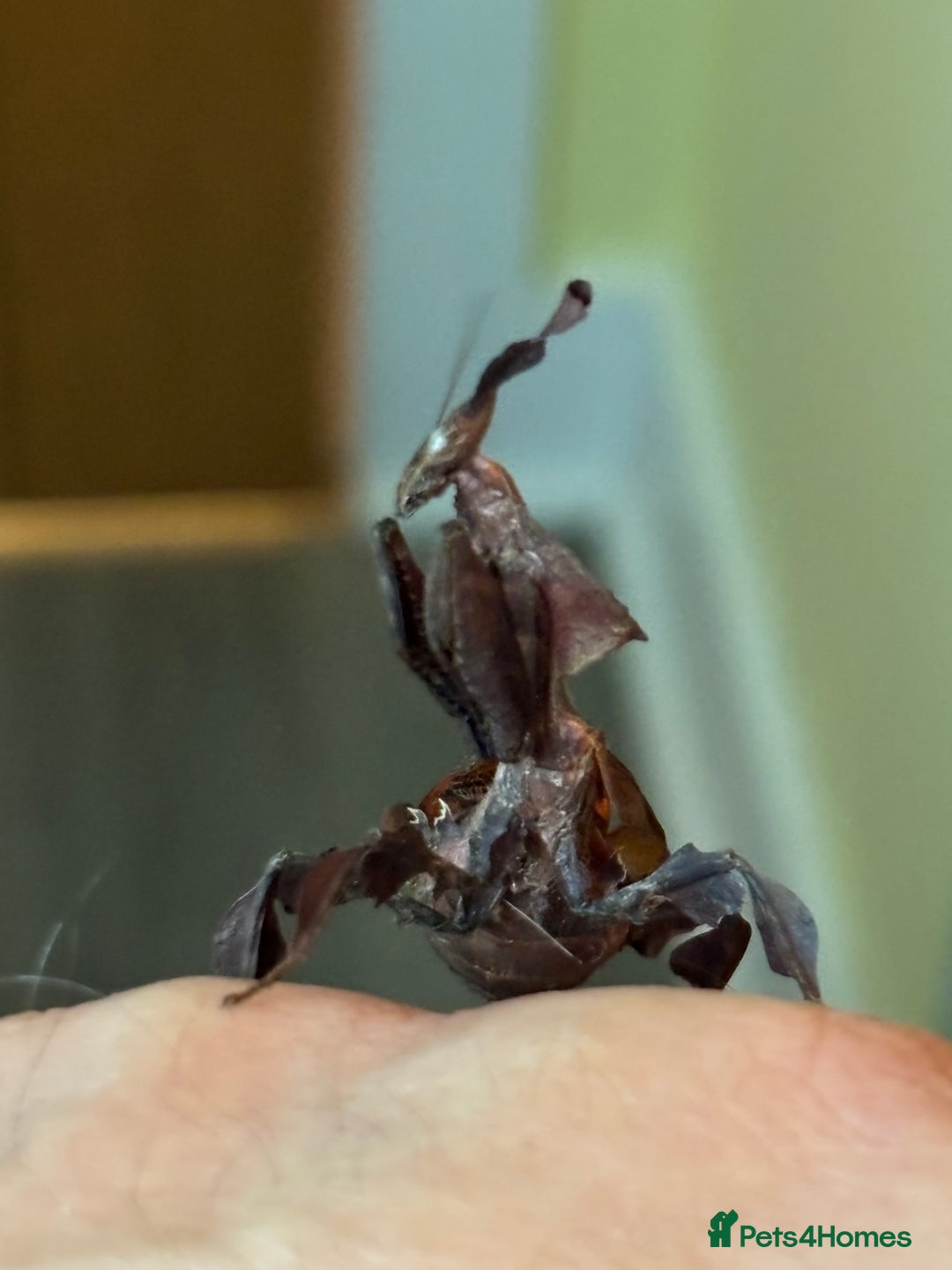 Praying Mantis invertebrates for sale: Praying Mantises for sale - Image 6