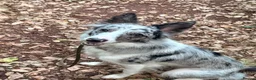 Border Collie dogs for sale: Border Collie Skye (READ DESCRIPTION) - Advert 2