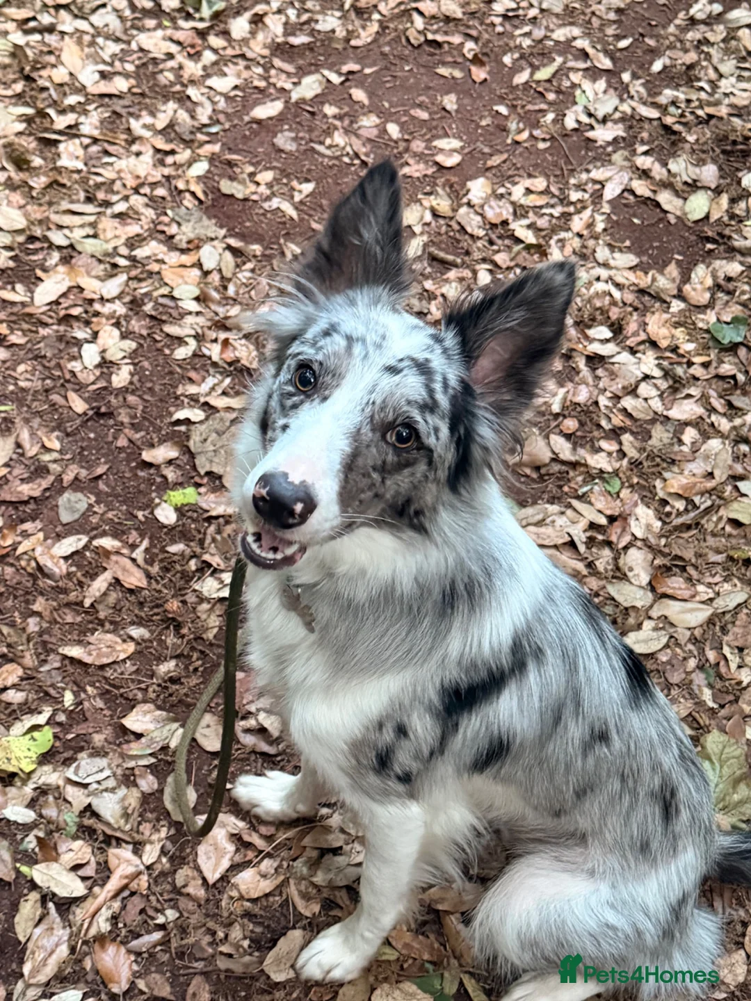 Border Collie dogs for sale: Border Collie Skye (READ DESCRIPTION) - Advert 2