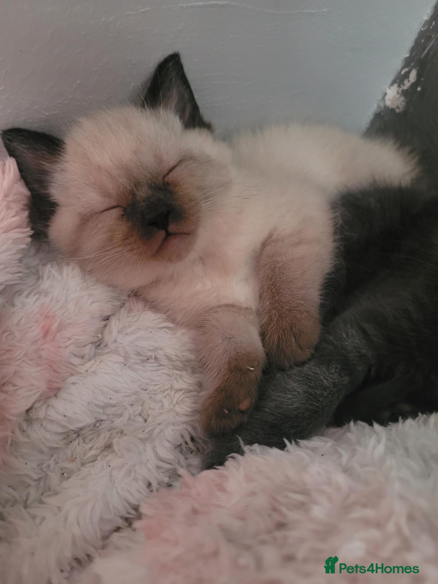 Mixed Breed cats Lang hair ragdoll mix - Advert 1