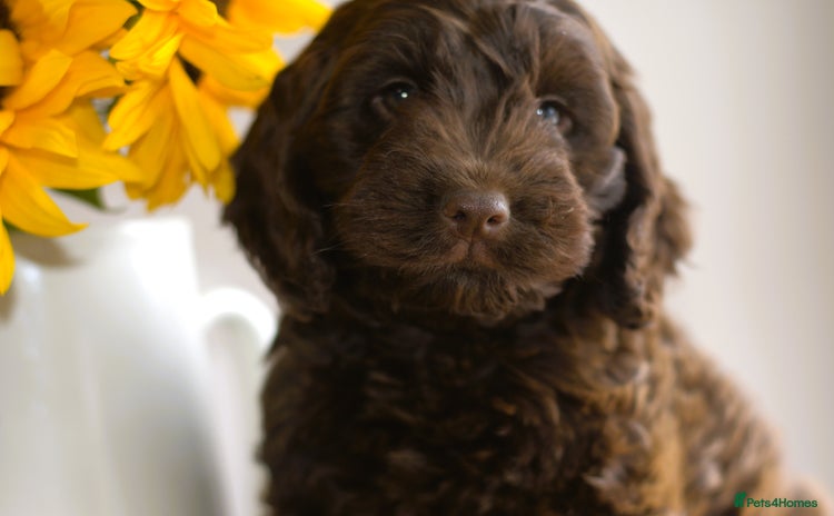 Cockapoo dogs - Advert 4