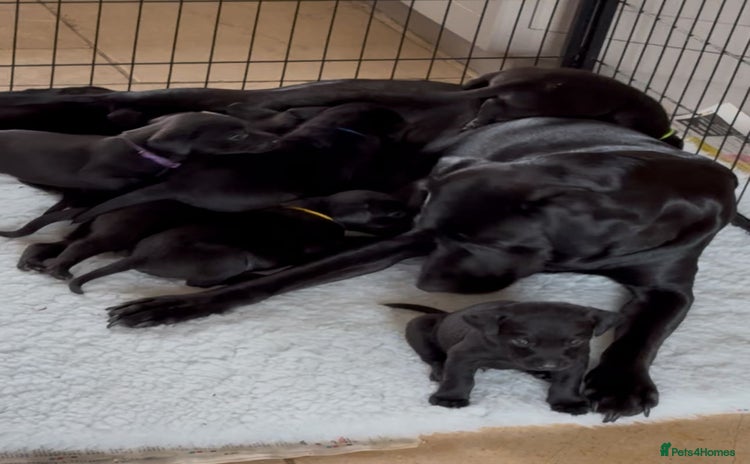 Labrador Retriever dogs - Advert 3