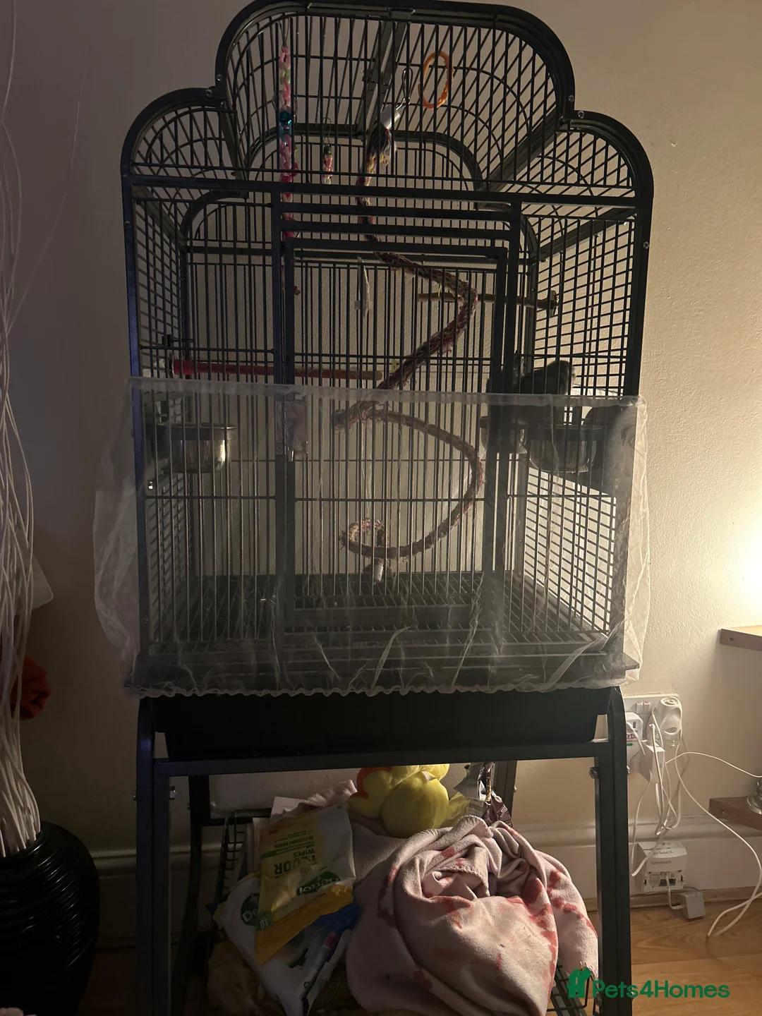 Lovebirds birds for sale: 2 BONDED LOVEBIRDS FOR SALE  - Advert 5