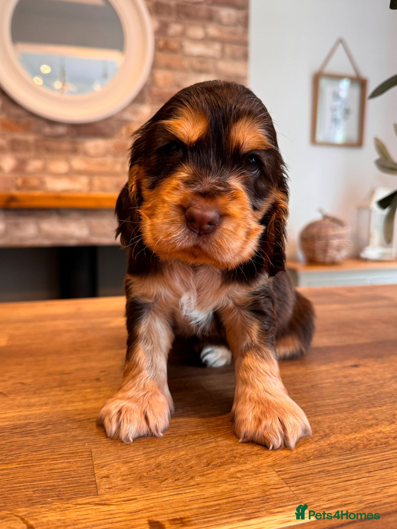 Cocker Spaniel dogs ✨️💜 ADORABLE KC HEALTH TESTED SHOW COCKERS - Advert 1