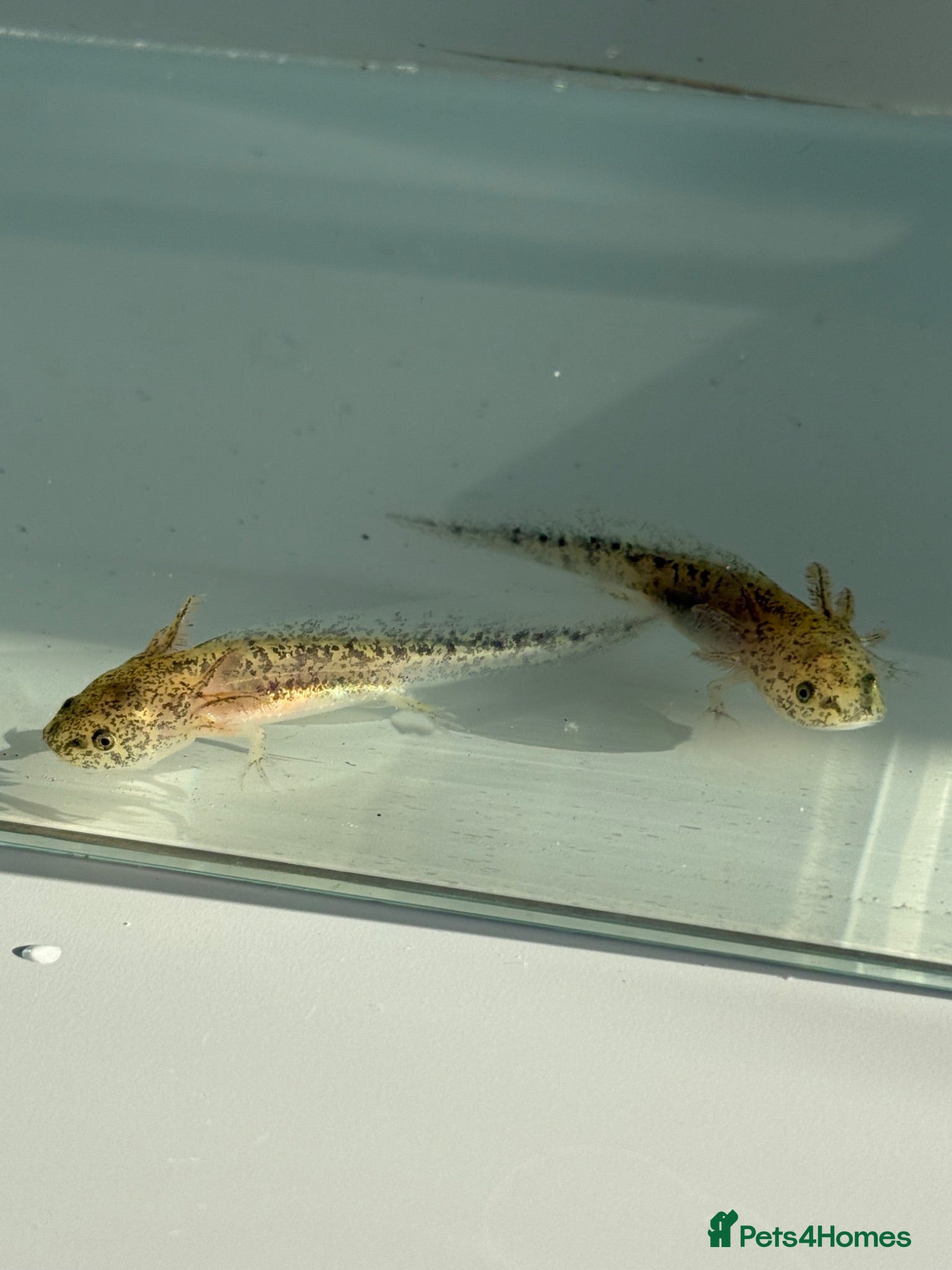 Axolotl reptiles Axolotl babies  - Advert 1