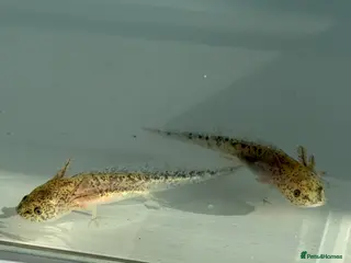 Axolotl reptiles Axolotl babies - Advert 1
