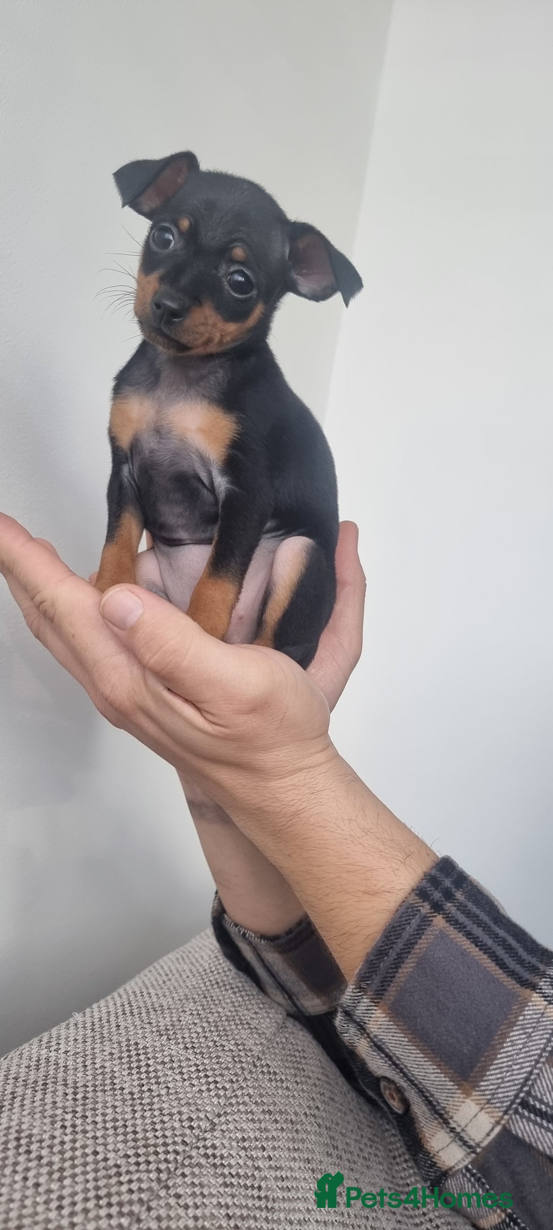Miniature Pinscher dogs for sale: Pinscher miniatures  - Image 10