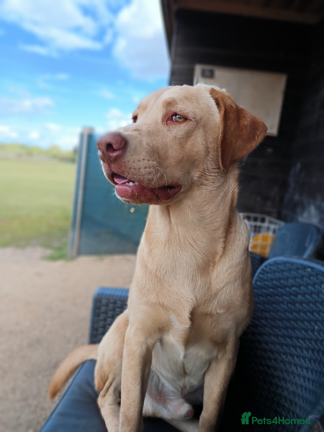 Labrador Retriever dogs for sale: 2 stunning Labradors 9 months old  - Image 3