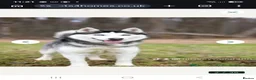 Siberian Husky dogs for sale: Siberian husky  - Advert 27