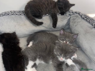 Mixed Breed cats Gray white and black white kittens - Advert 1