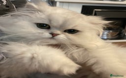 Persian cats for sale: Persian chinchilla looking for new home  - Image 3