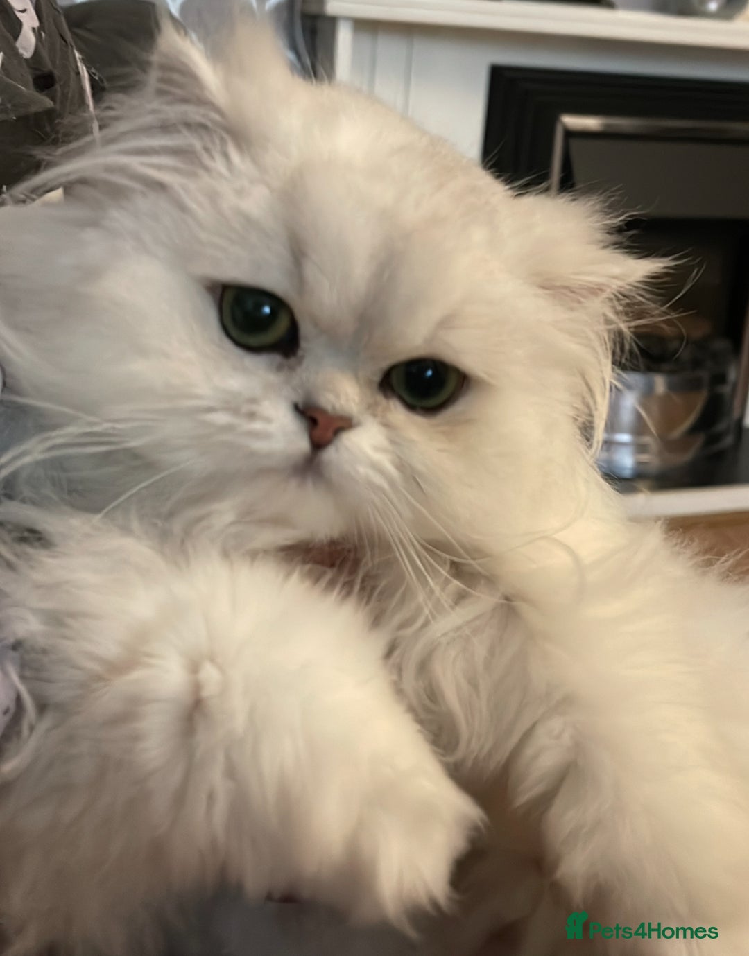 Persian cats for sale: Persian chinchilla looking for new home  - Image 3