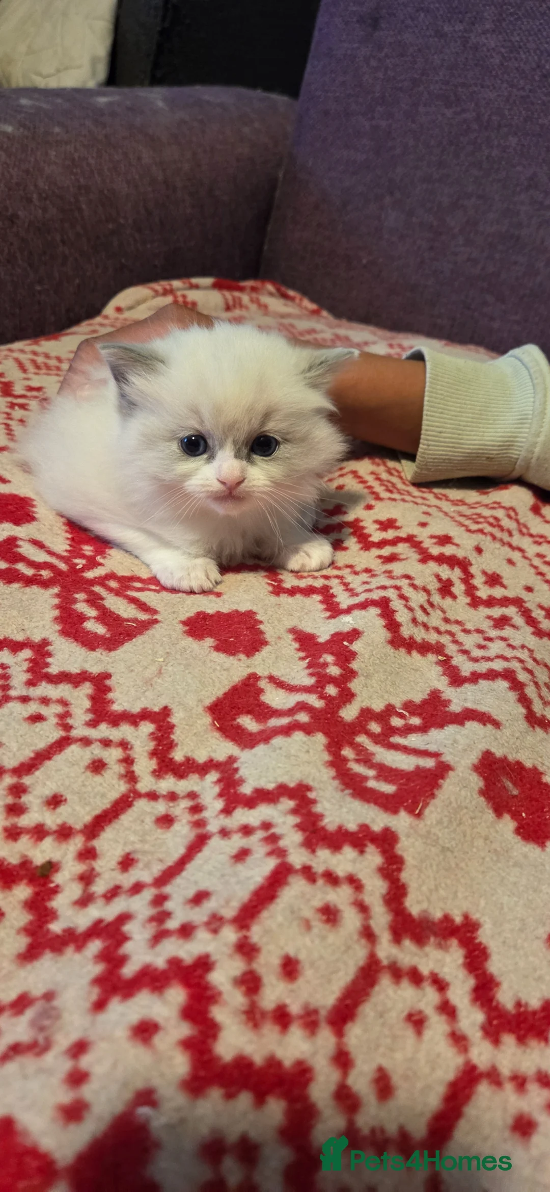 Ragdoll cats for sale: Beautiful Ragdoll girl - Advert 1