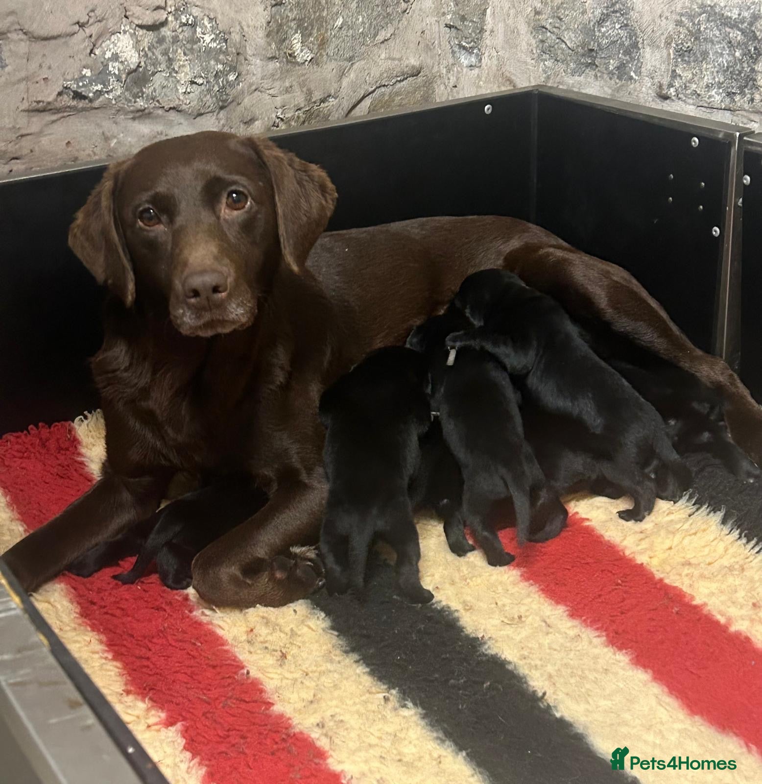 Labrador Retriever dogs Beautiful litter of KC Black Labradors - Advert 1