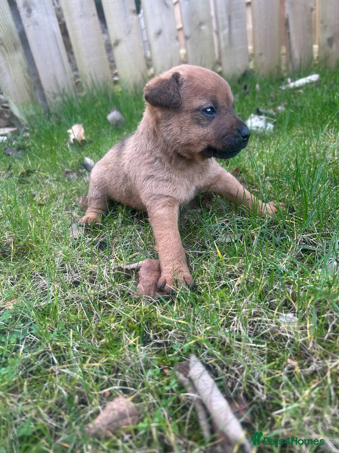 Patterdale Terrier dogs for sale: Stunning Patterdale pups  - Advert 23