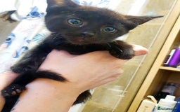 Mixed Breed cats for sale: 4 female kittens - Image 3