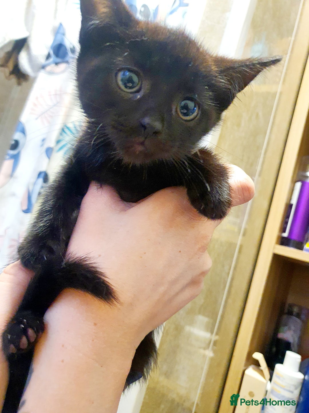 Mixed Breed cats for sale: 4 female kittens - Image 3