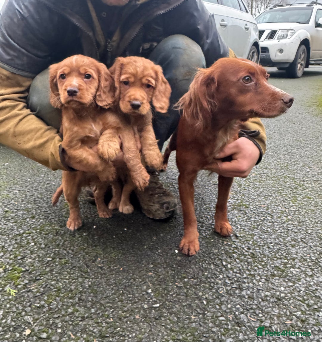 Cocker Spaniel dogs for sale: Cocker Spaniel   - Advert 3