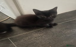 Mixed Breed cats for sale: 3cats for sale - Image 7