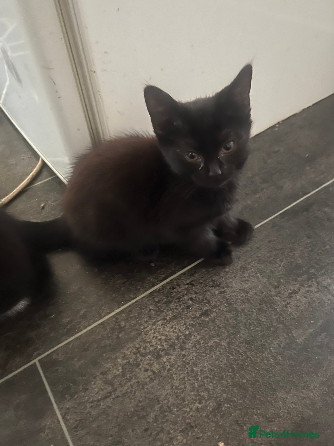 Mixed Breed cats for sale: 3cats for sale - Image 7