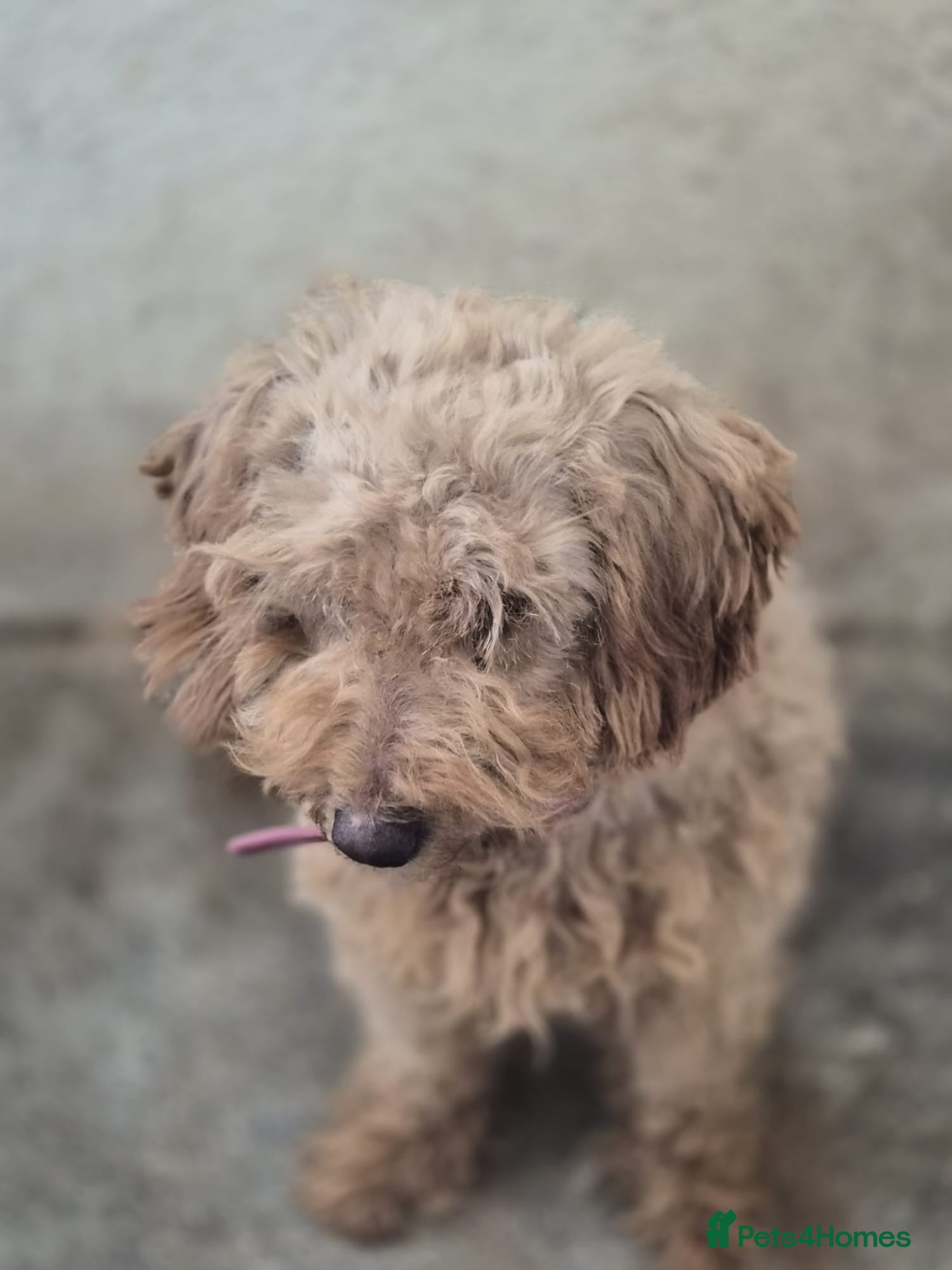 Standard Poodle dogs Poodle puppies - Advert 8
