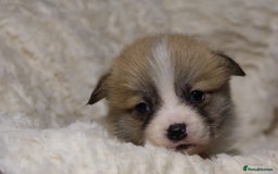Welsh Corgi Pembroke dogs for sale: Naturally bobbed unique babies - Image 15