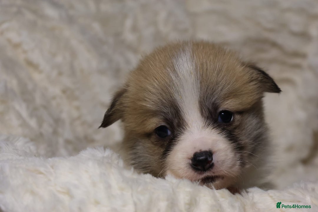 Welsh Corgi Pembroke dogs for sale: Naturally bobbed unique babies - Image 15