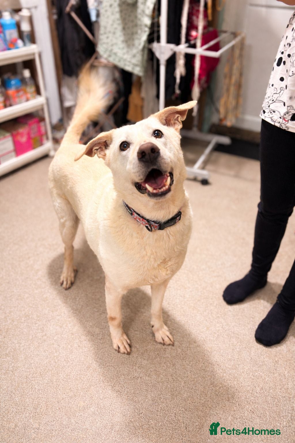 Mixed Breed dogs Handsome Oliver - Advert 1