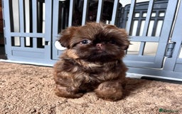 Shih Tzu dogs for sale: Stunning KC chocolate imperial Shihtzu puppies - Image 17