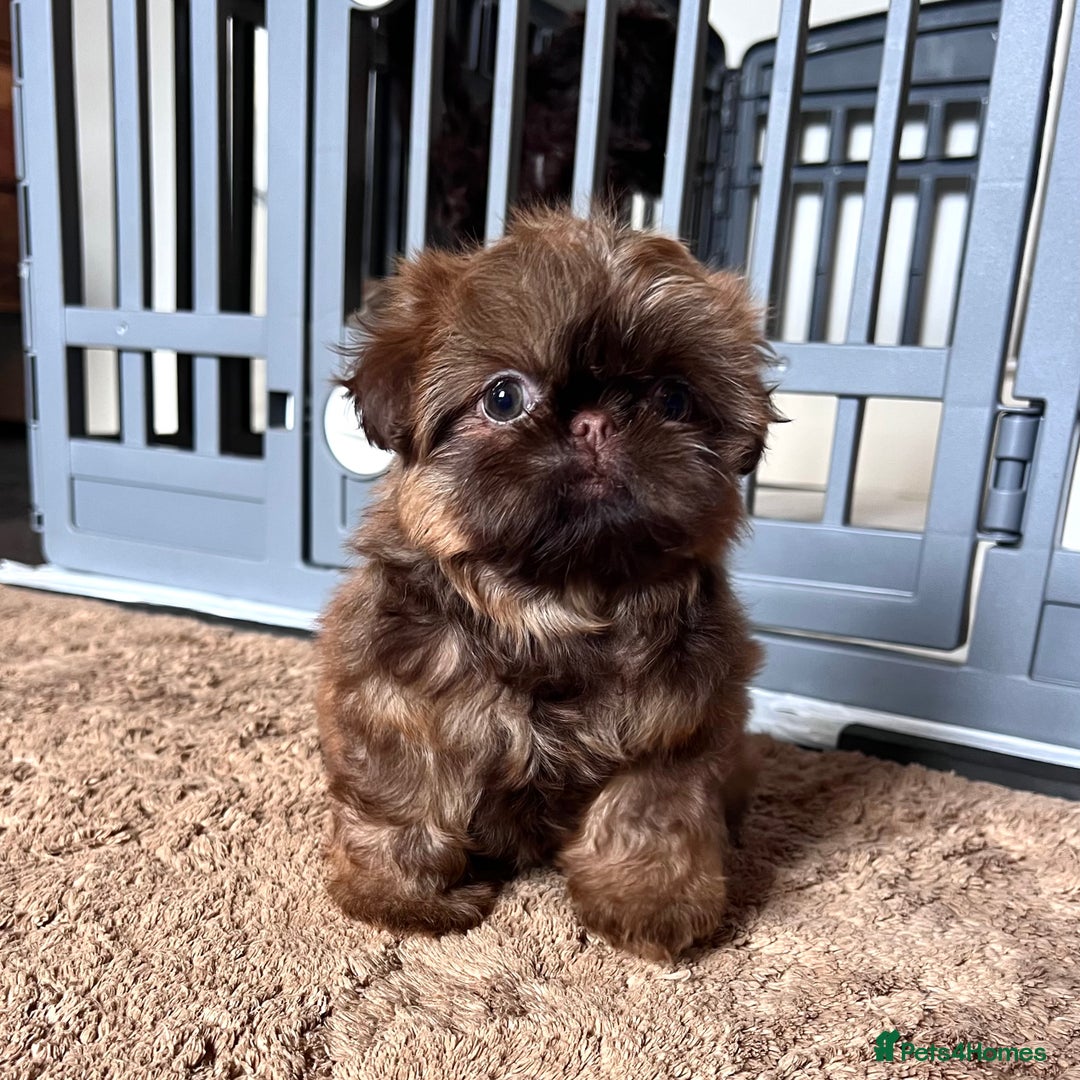 Shih Tzu dogs for sale: Stunning KC chocolate imperial Shihtzu puppies - Image 17